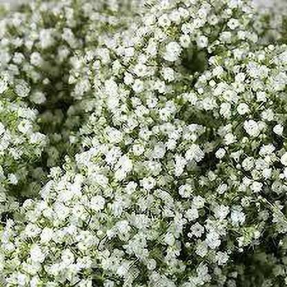 KANAYA Gypsophila Mix Color Flower Seed