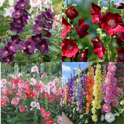 ibains Double flowered hollyhock seeds blue color 45 Seed