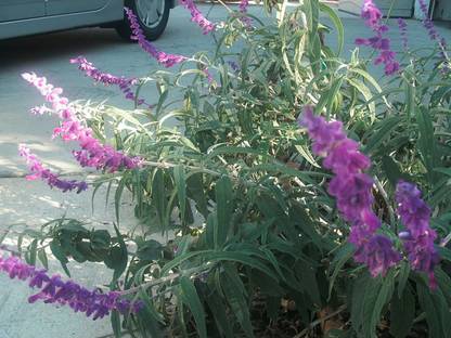 VibeX KGF -20 - Salvia Leucantha Mexican Sage - (450 Seeds) Seed