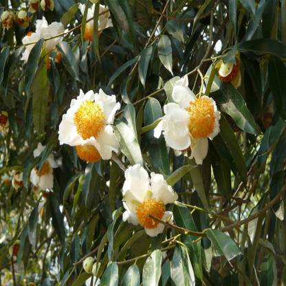 SHOP 360 GARDEN Mesua ferrea, Nagkeshar, Ceylon ironwood, Cobra saffron Tree Seeds For Growing Seed