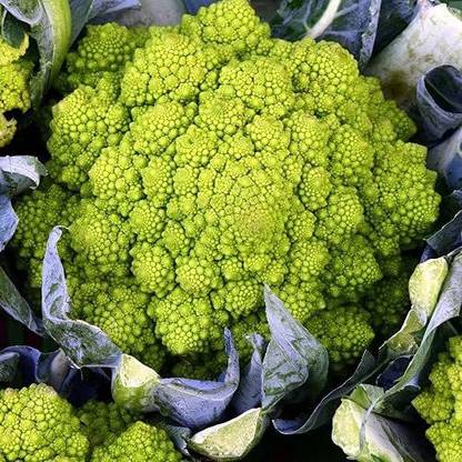 VibeX ® VLR-222 Romanesco Broccoli Seed Seed