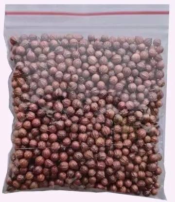 MAA Corinader, Dhania Seed