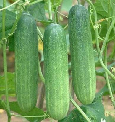 TRICONE Cucumber Seeds Seed