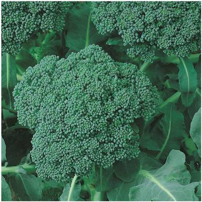 VibeX ® XXL-395 Green Calabrese Broccoli Seeds Seed