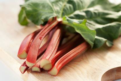 CYBEXIS Rhubarb Seeds Victoria Improved 500 Seeds Seed