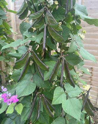 MAHAMAYA A TO Z Black Sim vagetable seed, Beniseed, Manchi nuvvulu, Sesame Seed