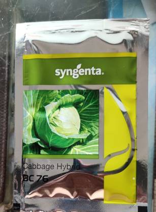 syngenta Cabbage, BC 76 2000 seeds Seed