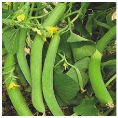 TRICONE Vegetable Seeds Cucumber Kakdi Seeds Long Melon GG167 Seed