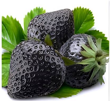 SHYAM Nice Looking Black Strawberry Fruit Tree Plant. Seed