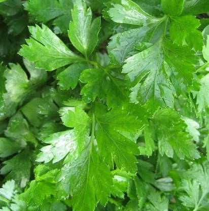 VibeX ® XLR-60 Italian Flat Leaf Organic Parsley Seed