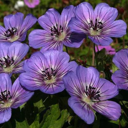 CYBEXIS Geranium, Havana Blues-50 Seeds Seed