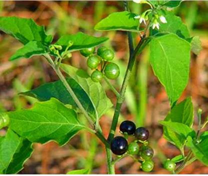 VibeX ® VLR-676 Makoy Sukkuti keerai SOLANUM NIGRUM Spinach Seed