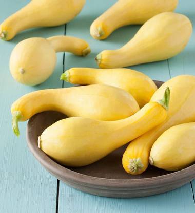 VibeX PAU-62 - Crookneck Yellow Squash - (225 Seeds) Seed