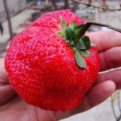 KNESSiN Giant Red Strawberry Delicious Fruit Non-GMO[100 Seeds] Seed