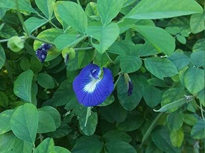 CYBEXIS GUA-49 - Blue Butterfly Pea - (900 Seeds) Seed