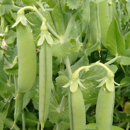 Fnine (Matar) Peas Seeds (मटर के बीज) Seed