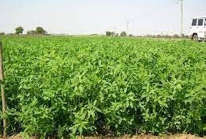 jenric Hybrid Barsim Grass seeds, Organic barsim grass Seeds, Lushan seeds, Barsim grass seed Seed
