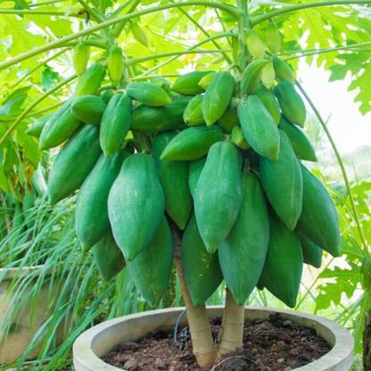 ACMS Pawpaw (Carica Papaya) Tree - Non-GMO Seeds - Tropical Exotic Nutritious Fruit Seed