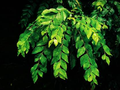 GROWN Meetha Neem | Sweet Neem Plant Seed - Roof / Kitchen Gardening - 90 Seed
