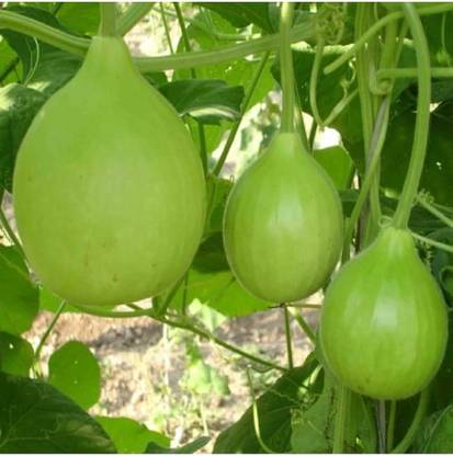 Bula Plant House Bottle round gourd seeds PACK OF 16 Seed