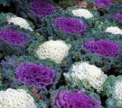 CYBEXIS Ornamental Cabbage, Ornamental Kale Seeds - Brassica oleracea Seed