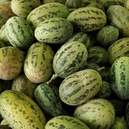 UGRA Kachra Vegetable Seeds Seed
