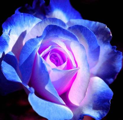 VibeX Moon Rose Seeds Seed