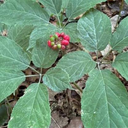 Apurba Agriculture Ginseng Seed, Panax Ginseng Seed, Korean Ginseng Seed, Panax Ginseng, 1Pack Seed
