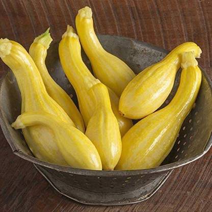 VibeX ® VMR-99 Crookneck Yellow Squash Seeds Seed