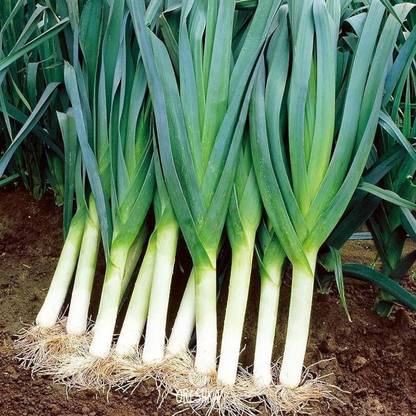 WILLVINE HAR -XII Carentan Leek Seeds for Planting [50g] Seed