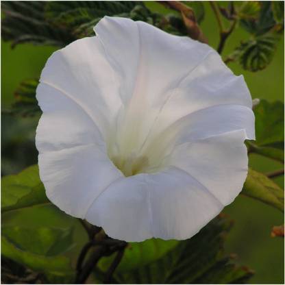 CYBEXIS KGF -88 - Morning Glory Flowering Climber Vine - (900 Seeds) Seed