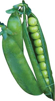 CYBEXIS VXI-53 - Easy Peasy Pea - (900 Seeds) Seed