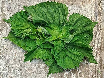 VibeX VVI-38 - Shiso (Perilla) - (250 Seeds) Seed