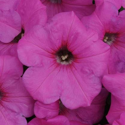 Biosnyg Petunia Neon Rose-[250 Seeds] Seed