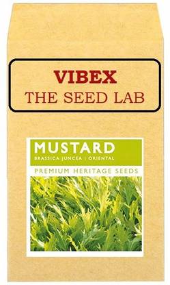 CYBEXIS Imported Mustard Hybrid Seeds1000 Seeds Seed