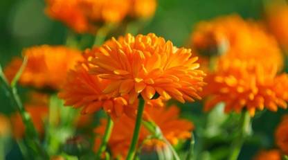 Vista Orange-Mums chrysanthemum Seed