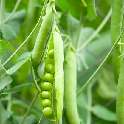 VibeX TLX-58 - Spring Field Peas - (900 Seeds) Seed