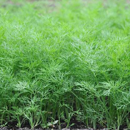 Nodoc Soya dill Vegetable Seed