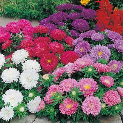 Lorvox Aster" Duchess Mixed" Hybrid Seed