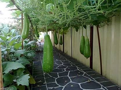 CYBEXIS LXI-73 - Desi Long Bottle gourd - (900 Seeds) Seed