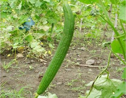UGRA Sponge Gourd/turai/tori Seed