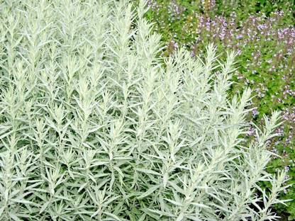 CYBEXIS TLX-41 - Prairie SAGE / White Sagebrush - (1350 Seeds) Seed