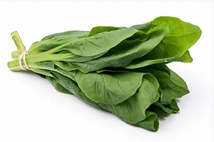 DHENU PRASAD 1911 F1 Hybrid Spinach High Yield (Palak) Seed