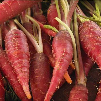 CYBEXIS XLR-74 - Japanese Kyoto RED Carrot - (250 Seeds) Seed