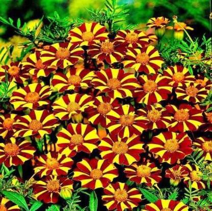 VibeX ® VMR-458 Jolly Jester Marigold Seed