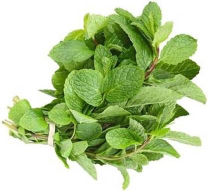 CYBEXIS LXI-39 - Herb Mint Common Green - (150 Seeds) Seed