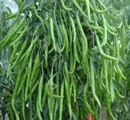 SREE CW44 CHILLI MIRCHI HYBRID SEED 1000 Seed