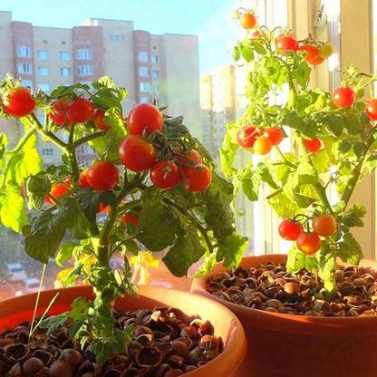 CYBEXIS Disease Resistant Tomato Seeds, Viable Prolific Perennial 1000 Seeds Seed