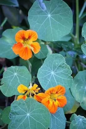 MAA Nasturtium Seed