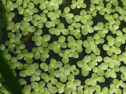 Newing Lemna minor Seed